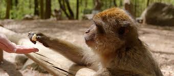 See more of la montagne des singes on facebook. Gite Proche De La Montagne Des Singes Le Sechoir Du Ried