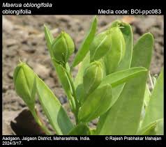 Image result for Maerua parvifolia