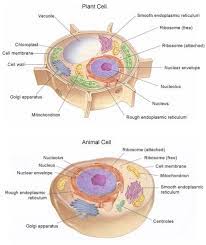 The alive animal cell worksheet for the live cell test will help you determine if the cells are live or dead. Mr Villa S 7th Gd Science Class Cell Organelle Research Worksheet Webquest