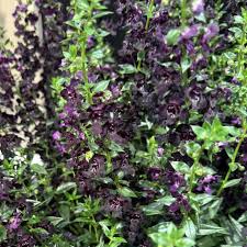 Image result for Angelonia
