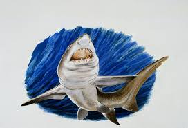 Megalodon Hakkinda Bilmeniz Gereken 10 Sey Dmax