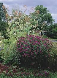 This is a perennial that has bright orange flowers that will attract butterflies and other pollinators to your garden space. Perennials Michigan Gardener