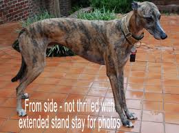 Greyhound Crossroads How To Know If Your Greyhound Is At