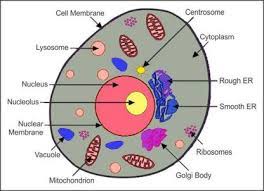 This strength of salt solution is often called normal saline and is used when replacing an animal's body fluids or when cells like red blood cells have to be suspended in fluid. A Draw A Well Labeled Diagram Of Animal Cell B Name The Organelle Which Is Found Only In Animal Cells What Are Its Functions Biology Topperlearning Com 72sonq166