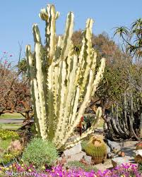 Image result for Euphorbia candelabrum