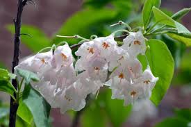 Image result for Halesia