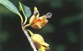 Image result for Pentaphylacaceae