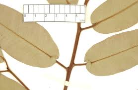 Image result for Xerophyta scabrida