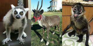 Our full show with 10 animals. Petting Zoo Dallas Tx Monkey See Monkey Do Exotic Petting Zoo