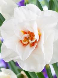 Daffodil Acropolis Bluestone Perennials Daffodils Fall Plants Narcissus