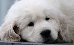 I grew up with golden. English Golden Retrievers Puppy For Sale Adoption Rescue For Sale In Fort Wayne Indiana Classified Americanlisted Com