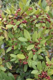 Image result for Rhamnus staddo