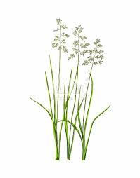 & schult., poaceae), potocznie nazywana żubrówką, jest wieloletnią trawą kępkową występującą rzadko na stanowiskach naturalnych w europie północnej i wschodniej. Turowka Wonna Hierochloe Odorata Puls Art