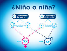 Boy or girl? Can you influence the sex of your baby? – Clearblue