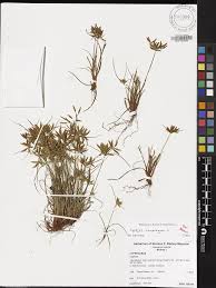 Image result for Pycreus sp.no.1