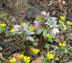 Other plants, like coreopsis, produce repeated flushes of bloom members of the tickseed family are reliable summer bloomers, producing flushes of flowers in mid july. Rare Spring Flowers Part 2
