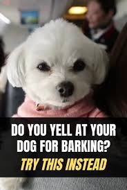 If Your Dog Is Barking Too Much Try This Device In 2020 Stop Dog Barking Dogs Cute Dogs