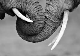 Beautiful Black And White Elephant Pictures Elephant Trunks Desktop Nexus Wallpapers Elephant Love Elephant Black And White Elephant Photography
