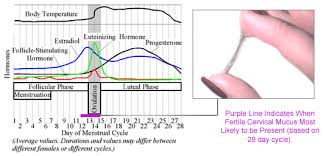 From Ovulation To Conception And Fertilization Of The Ovum