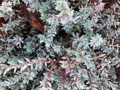 Image result for Chenolea diffusa