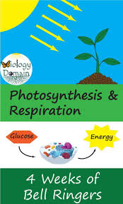 Four Weeks Of Photosynthesis And Cell Respiration Bellringers With Handouts For Student Answers Cell Respiration Photosynthesis Bellringers