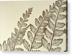 Image result for Pityrogramma calomelanos