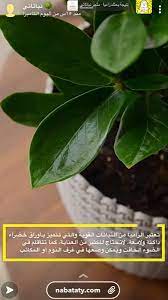 الزاميا plants plant leaves leaves