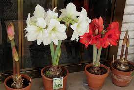 Growing Amaryllis Indoors Flowering Bulbs Indoor Flowers Kittycooks