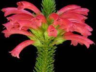 Image result for Equilabium laxiflorum