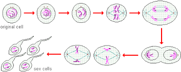 Any form of reproduction that involves neither meiosis nor fusion of gametes. Biological Basis Of Heredity Cell Reproduction