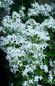 Some plants have waxy stuff on their leaves but some have powdery stuff. Silver Lace Vine Polygonum Aubertii White Flowering Shrubs Silver Lace Vine Vines