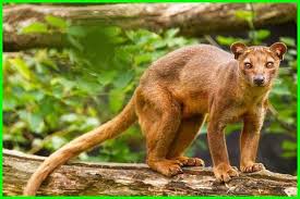 Menggambar tentu saja banyak macam objek gambarnya seperti flora (tumbuhan), fauna(hewan). 250 Daftar Nama Hewan Dalam Bahasa Inggris Lengkap Daftarhewan Com