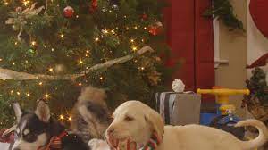 Forget yule logs, watch puppies crash christmas instead. Puppies Crash Christmas Is Your New Favorite Thing On The Internet Vogue