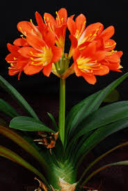 Image result for Clivia flowering