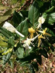 Image result for Lonicera confusa