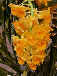 Image result for Dierama densiflorum