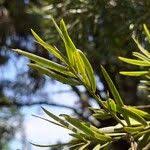 Image result for Afrocarpus usambarensis