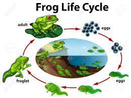 All images with the background cleaned and in png (portable network graphics) format. A Frog Life Cycle Vector Illustration Royalty Free Cliparts Vectors And Stock Illustration Image 105060377