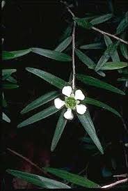 Image result for Leptospermum petersonii