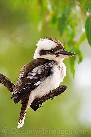 Birds Chirping In The Morning I Used To Feed These Beautiful Birds Every Morning By Hand How I Miss Those Days And Their Kooky Nature The Kookaburra Australian Birds Beautiful Birds Birds