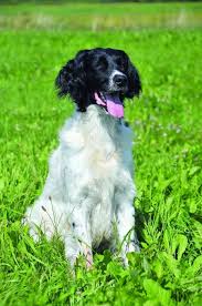 Image result for Velký münsterlandský ohař