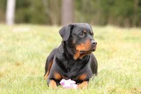 Check spelling or type a new query. Rottweiler Temperament Personality Traits Canna Pet