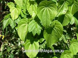 Image result for Dioscorea alata