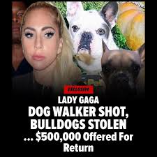The horrifying moment lady gaga's dog walker was shot in the chest and two of her french bulldogs were stolen in los angeles on wednesday night has been revealed in surveillance camera footage. Hjww2dzp W3kxm