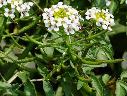 Image result for Nasturtium officinale