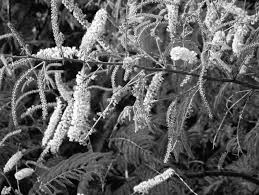 Image result for Acacia amythethophylla