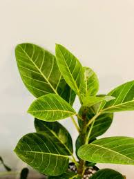 Image result for Ficus demeusei