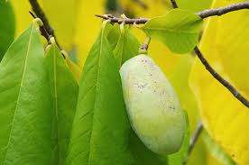 Many of these large species also offer seasonal benefits, such as flowers or a change of leaf color. So Shady 10 Crops That Can Be Grown Without A Lot Of Sun Modern Farmer