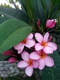 Frangipani Bali Beautiful Flowers Frangipani Love Flowers