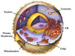 Lysosome Nucleus Er Plasma Membrane Mitochondria Golgi Edible Cell Project Animal Cells Model Edible Cell